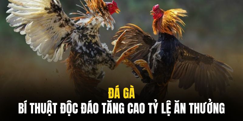 Áp dụng các chiến thuật hữu hiệu để ăn thưởng lớn tại đá gà Ae88